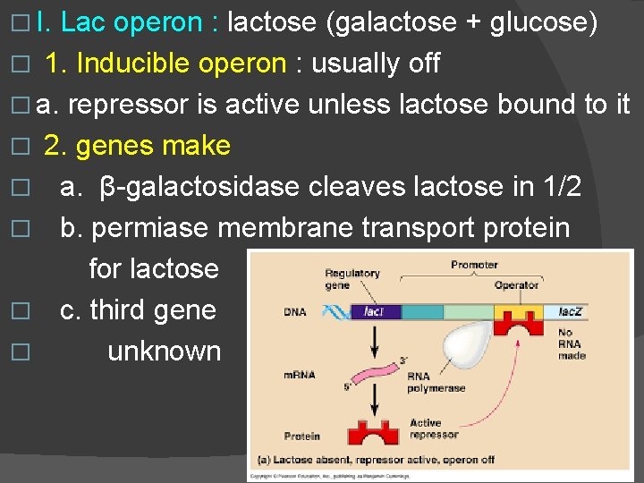 � I. Lac operon : lactose (galactose + glucose) � 1. Inducible operon :