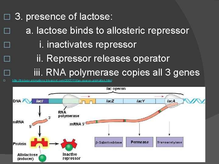 � � � 3. presence of lactose: a. lactose binds to allosteric repressor i.