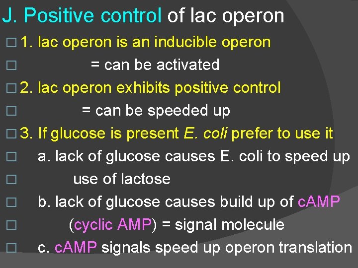 J. Positive control of lac operon � 1. lac operon is an inducible operon