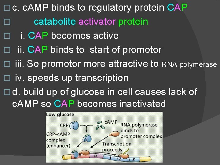 � c. AMP binds to regulatory protein CAP � catabolite activator protein � i.