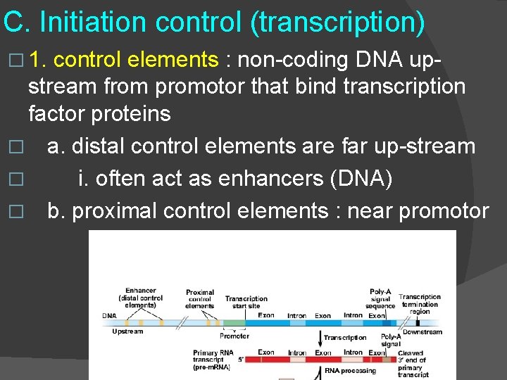 C. Initiation control (transcription) � 1. control elements : non-coding DNA upstream from promotor