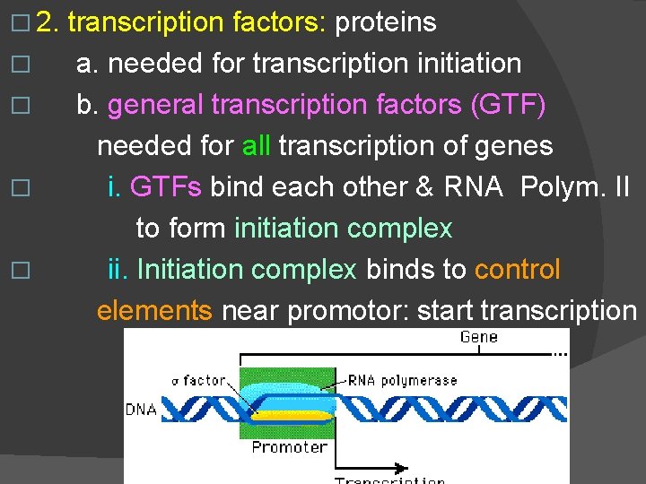 � 2. � � transcription factors: proteins a. needed for transcription initiation b. general