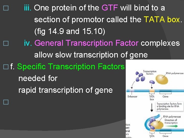 iii. One protein of the GTF will bind to a section of promotor called