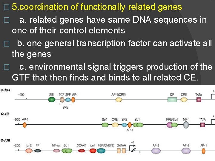 � 5. coordination of functionally related genes � a. related genes have same DNA