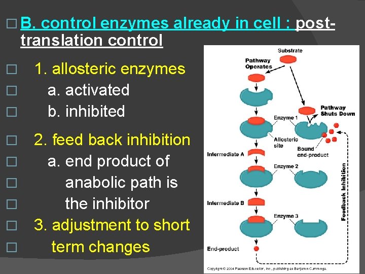 � B. control enzymes already in cell : posttranslation control 1. allosteric enzymes �