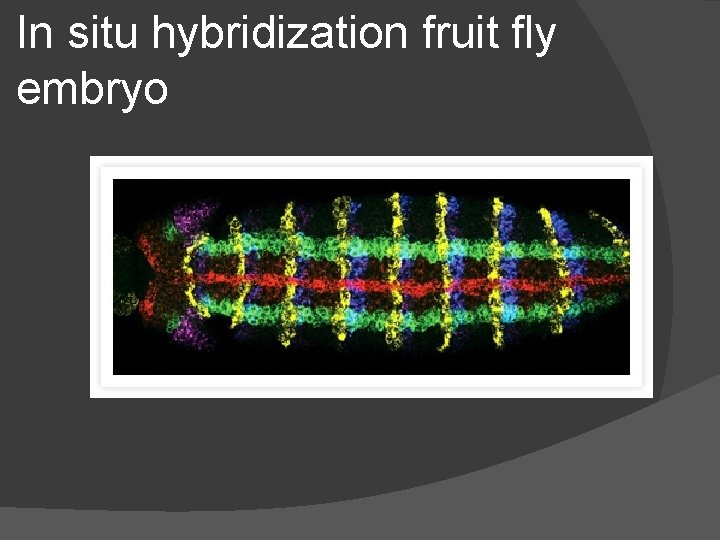 In situ hybridization fruit fly embryo 