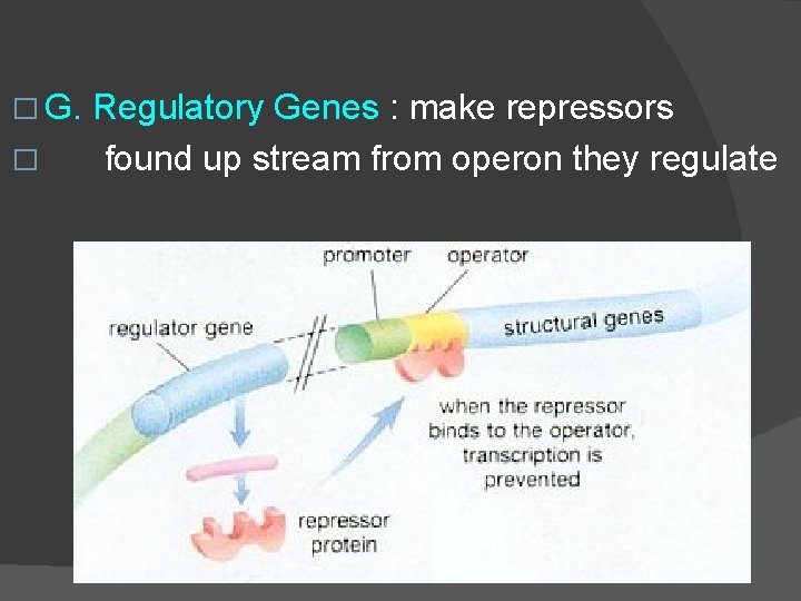 � G. � Regulatory Genes : make repressors found up stream from operon they