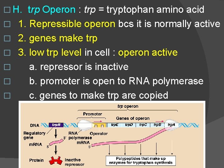 � H. � � � trp Operon : trp = tryptophan amino acid 1.