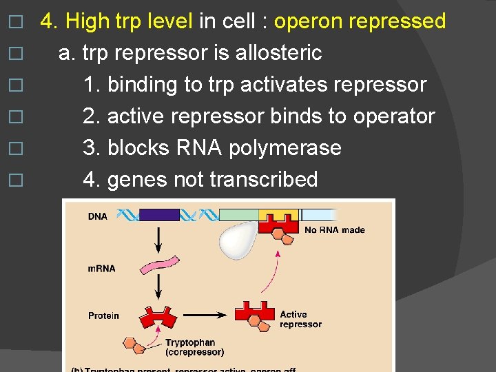 � � � 4. High trp level in cell : operon repressed a. trp