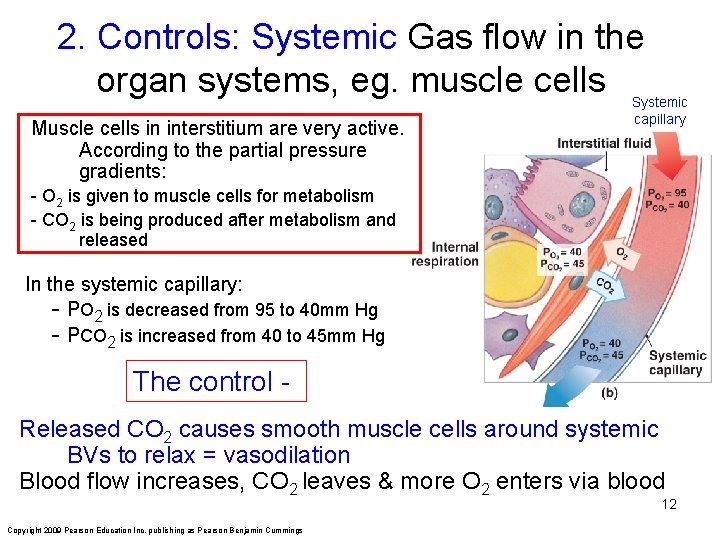 2. Controls: Systemic Gas flow in the organ systems, eg. muscle cells Muscle cells