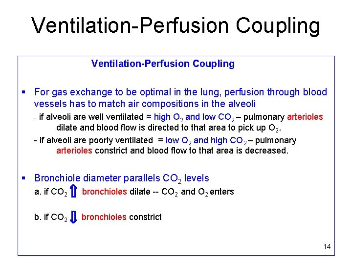 Ventilation-Perfusion Coupling § For gas exchange to be optimal in the lung, perfusion through