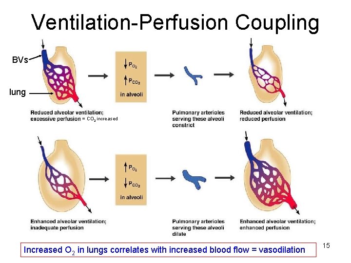 Ventilation-Perfusion Coupling BVs lung = CO 2 increased Increased O 2 in lungs correlates
