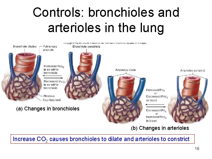 Controls: bronchioles and arterioles in the lung (a) Changes in bronchioles (b) Changes in