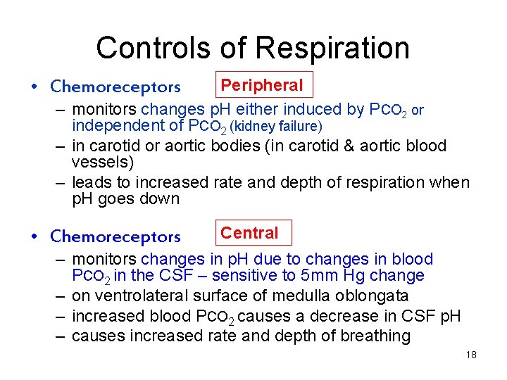 Controls of Respiration Peripheral – monitors changes p. H either induced by PCO 2