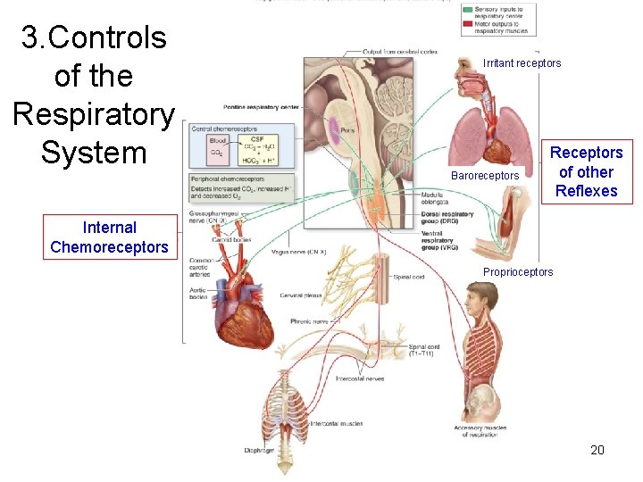 3. Controls of the Respiratory System Irritant receptors Baroreceptors Receptors of other Reflexes Internal