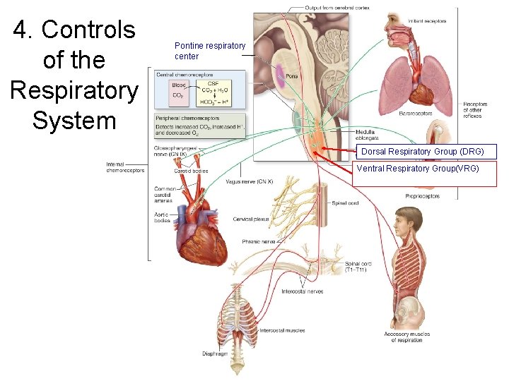4. Controls of the Respiratory System Pontine respiratory center Dorsal Respiratory Group (DRG) Ventral