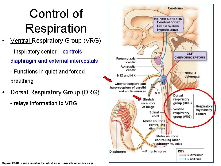 Control of Respiration • Ventral Respiratory Group (VRG) - Inspiratory center – controls diaphragm