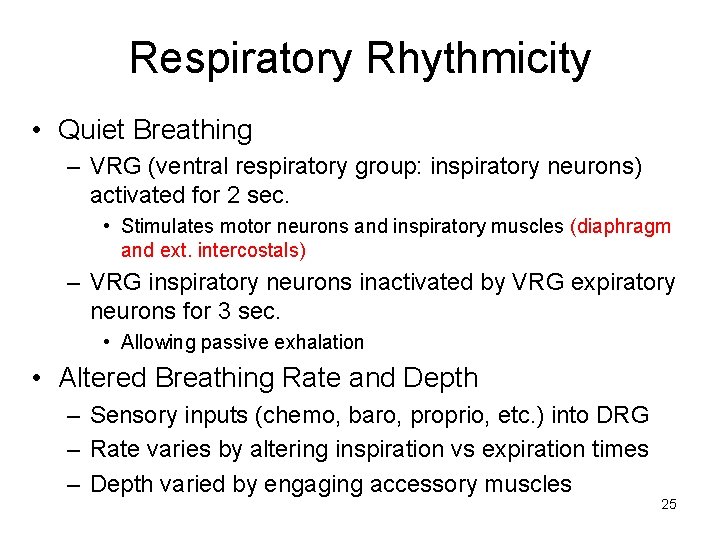 Respiratory Rhythmicity • Quiet Breathing – VRG (ventral respiratory group: inspiratory neurons) activated for