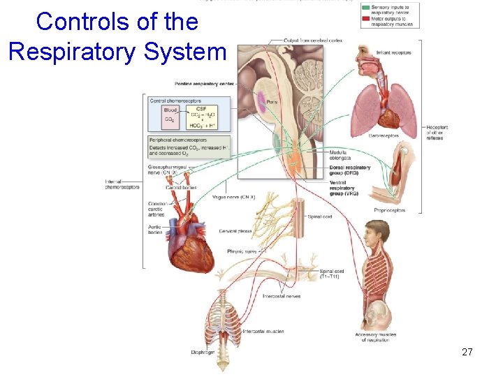 Controls of the Respiratory System 27 