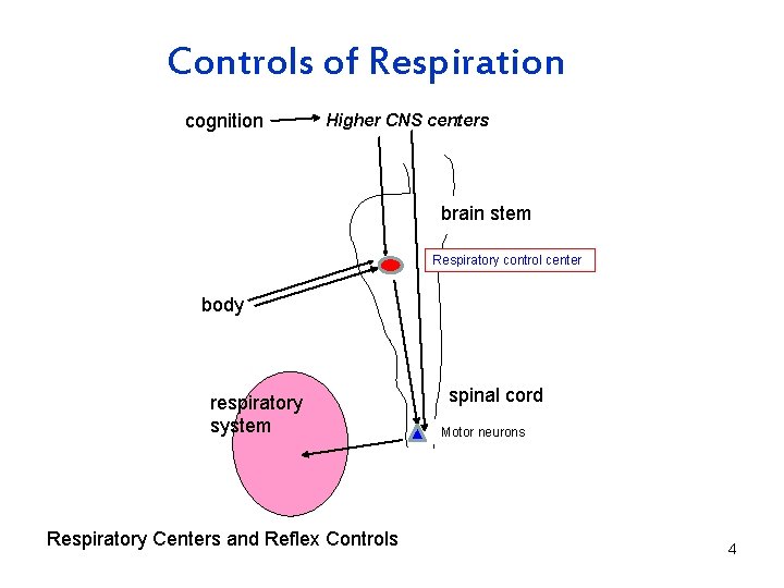 Controls of Respiration cognition Higher CNS centers brain stem Respiratory control center body respiratory