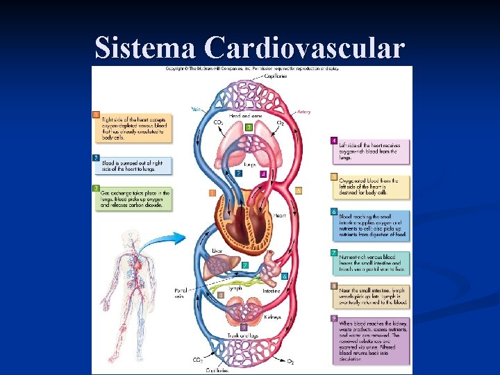 Sistema Cardiovascular 