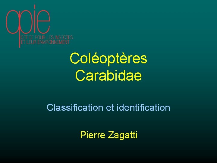 Coléoptères Carabidae Classification et identification Pierre Zagatti 