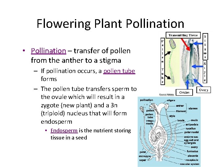 Flowering Plant Pollination • Pollination – transfer of pollen from the anther to a