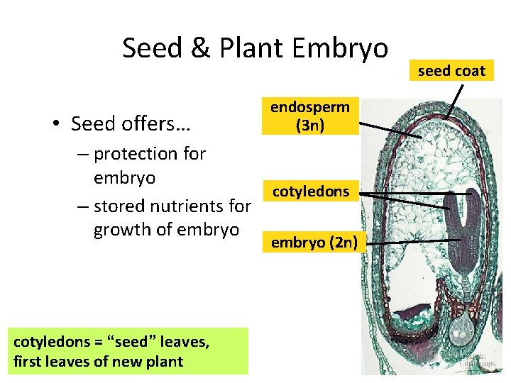 Seed & Plant Embryo • Seed offers… – protection for embryo – stored nutrients