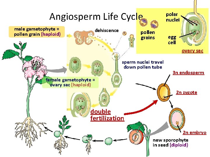 Angiosperm Life Cycle male gametophyte = pollen grain (haploid) dehiscence polar nuclei pollen grains