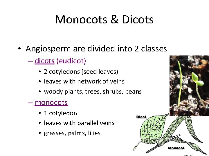 Monocots & Dicots • Angiosperm are divided into 2 classes – dicots (eudicot) •