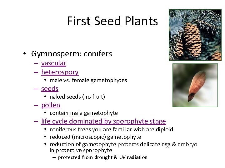 First Seed Plants • Gymnosperm: conifers – vascular – heterospory • male vs. female