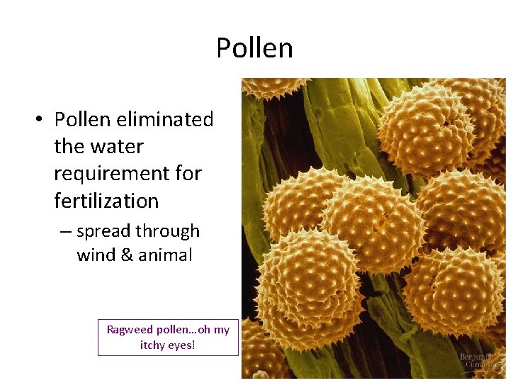 Pollen • Pollen eliminated the water requirement for fertilization – spread through wind &