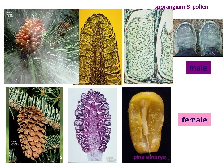 sporangium & pollen male (pollen) cones female cones pine embryo 