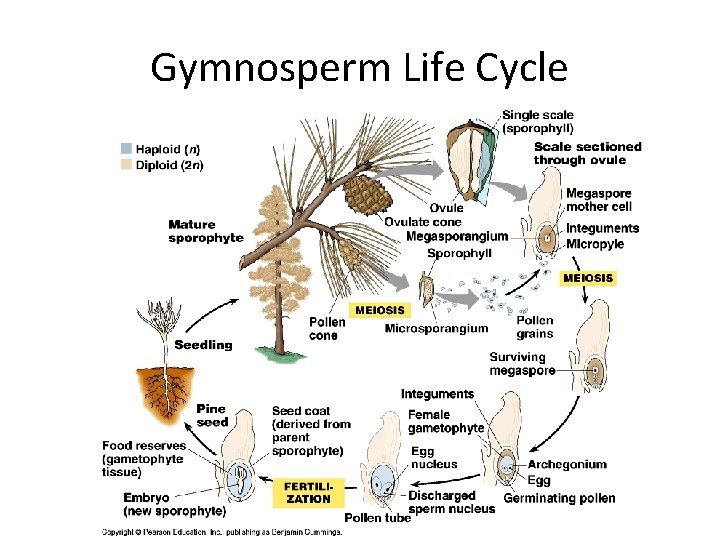 Gymnosperm Life Cycle 