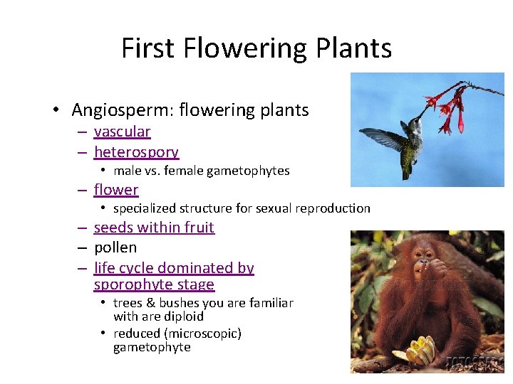 First Flowering Plants • Angiosperm: flowering plants – vascular – heterospory • male vs.
