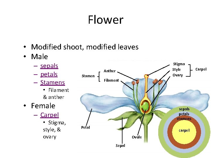 Flower • Modified shoot, modified leaves • Male – sepals – petals – Stamens