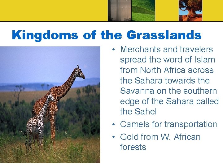 Kingdoms of the Grasslands • Merchants and travelers spread the word of Islam from