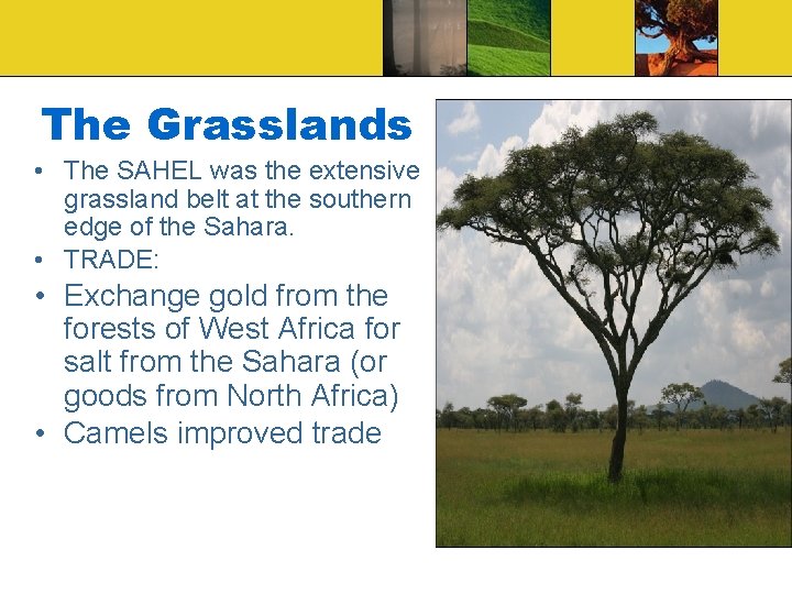 The Grasslands • The SAHEL was the extensive grassland belt at the southern edge