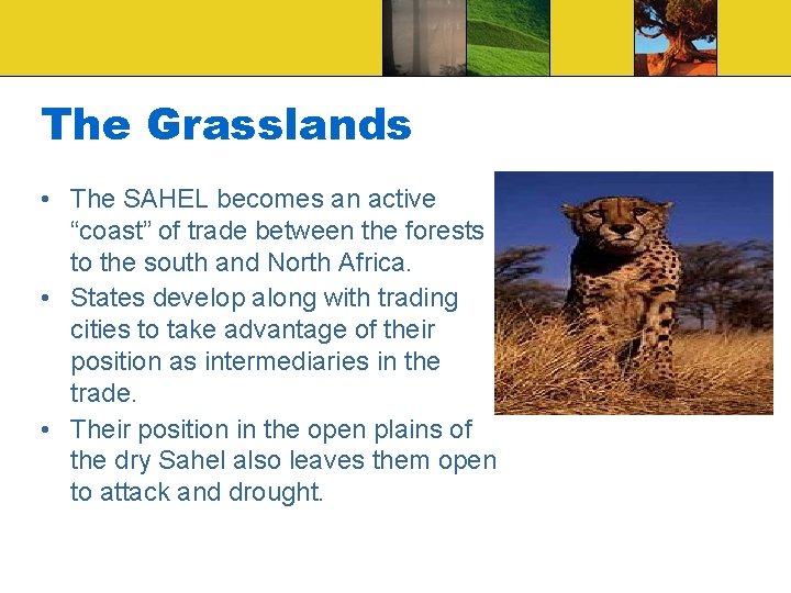 The Grasslands • The SAHEL becomes an active “coast” of trade between the forests