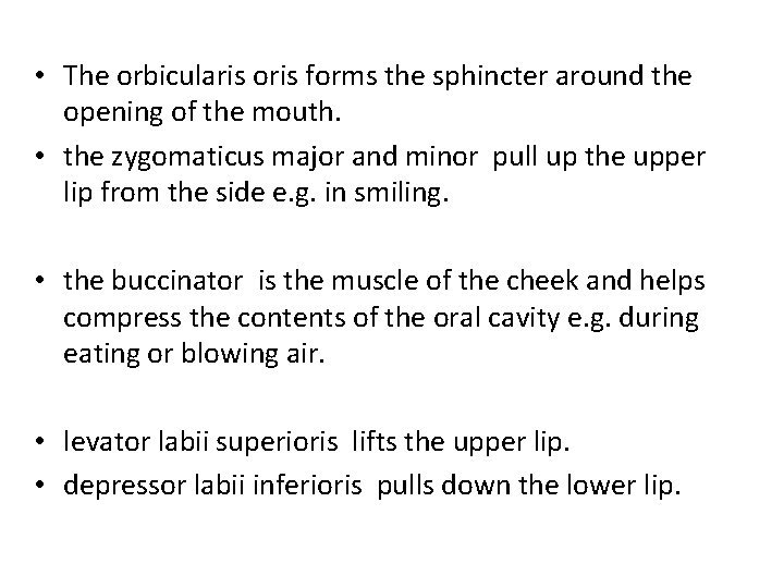  • The orbicularis oris forms the sphincter around the opening of the mouth.