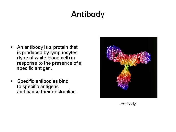 Antibody • An antibody is a protein that is produced by lymphocytes (type of
