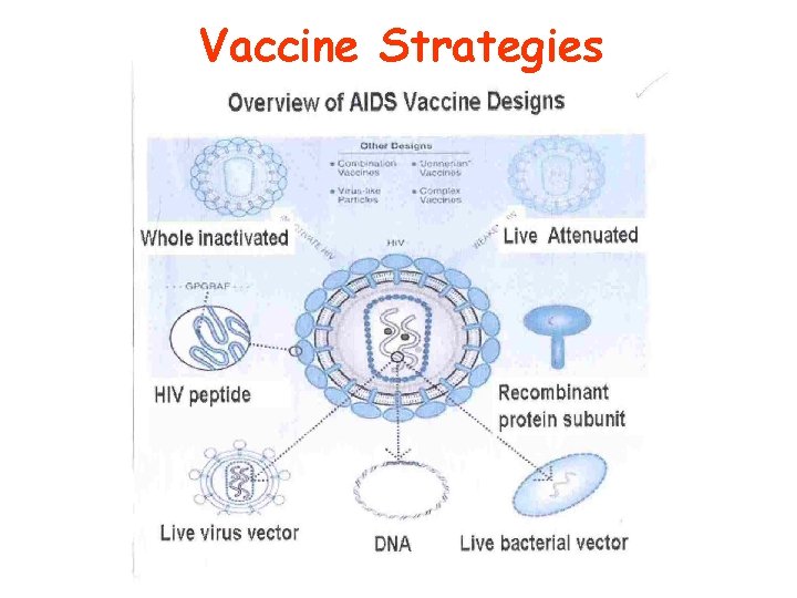 Vaccine Strategies 