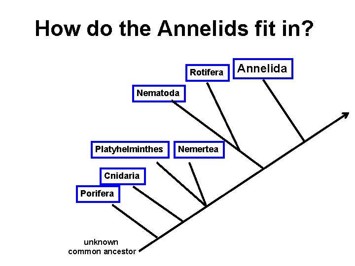 How do the Annelids fit in? Rotifera Nematoda Platyhelminthes Cnidaria Porifera unknown common ancestor
