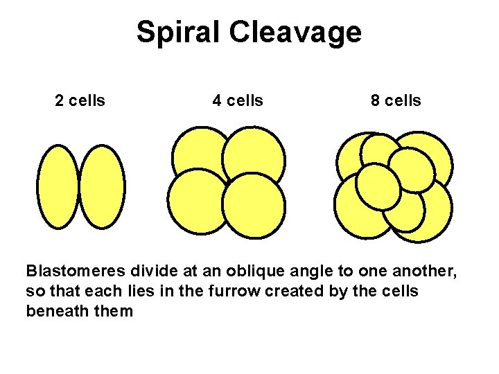 Spiral Cleavage 2 cells 4 cells 8 cells Blastomeres divide at an oblique angle