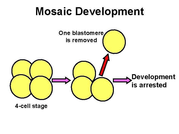 Mosaic Development One blastomere is removed Development is arrested 4 -cell stage 