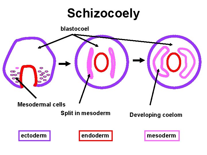 Schizocoely blastocoel Mesodermal cells Split in mesoderm ectoderm endoderm Developing coelom mesoderm 