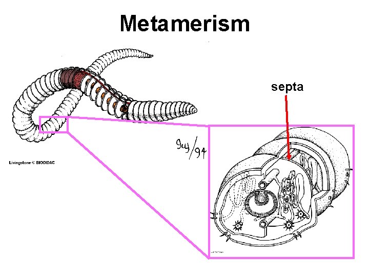 Metamerism septa 