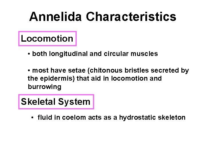 Annelida Characteristics Locomotion • both longitudinal and circular muscles • most have setae (chitonous