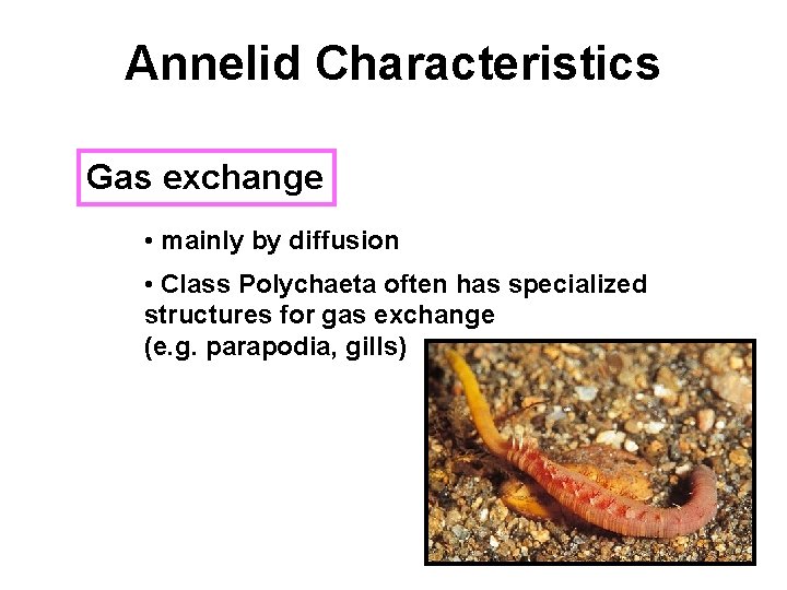 Annelid Characteristics Gas exchange • mainly by diffusion • Class Polychaeta often has specialized