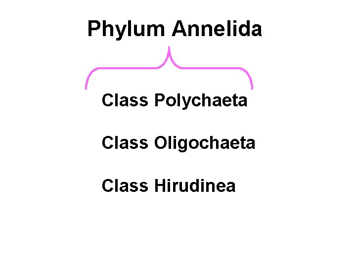 Phylum Annelida Class Polychaeta Class Oligochaeta Class Hirudinea 